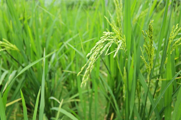 Zelený neloupané rýže — Stock fotografie