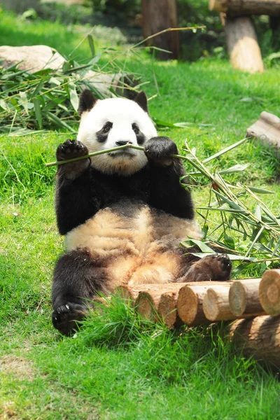 Wilder Panda — Stockfoto