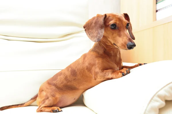 Jamnik pies w domu na kanapie — Zdjęcie stockowe