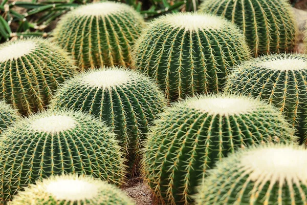 Kaktus in der Wüste — Stockfoto