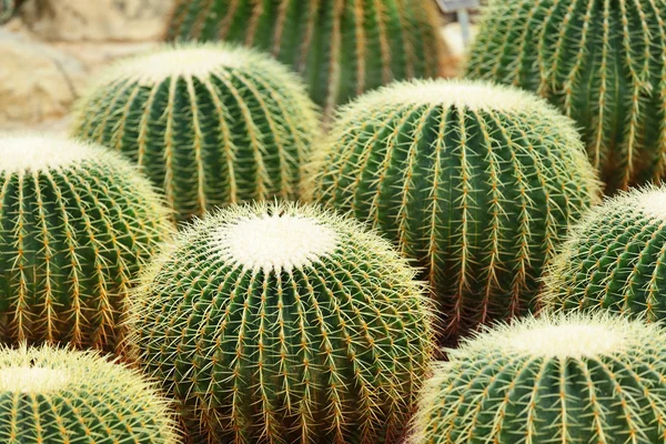 Cactus in Desert — Stock Photo, Image