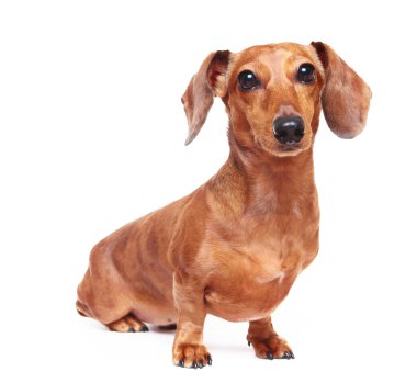 Dachshund Köpek