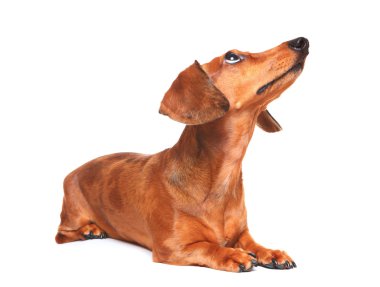 Dachshund Köpek bakmak