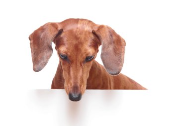 dachshund köpek aşağı bakıyor