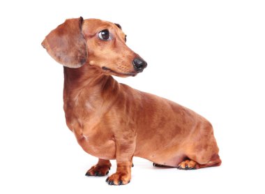 Dachshund Köpek