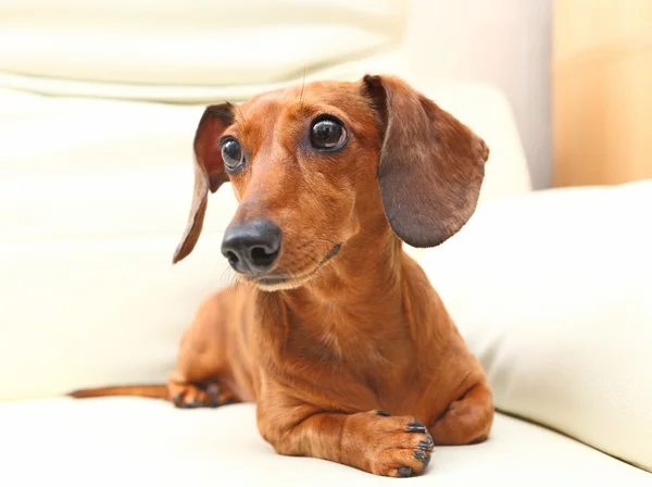 Dackelhund auf dem Sofa — Stockfoto