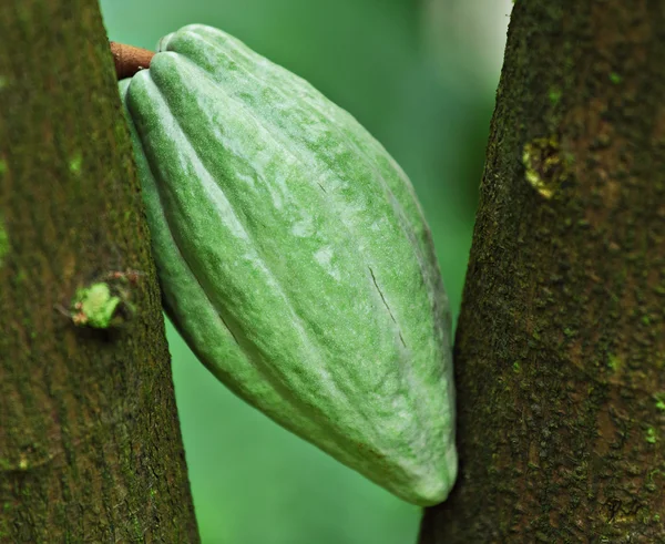 Какао-стручок — стоковое фото