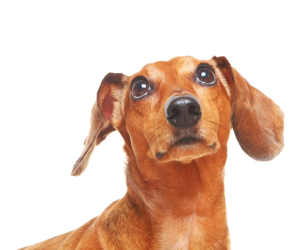 ダックスフント犬のルックアップ — ストック写真