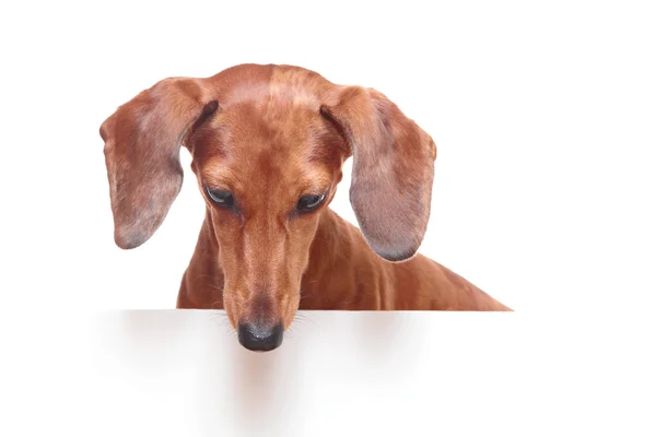 Stock image Dachshund dog looking down