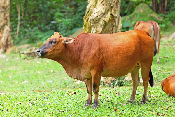 A big Cow — Stock Photo, Image