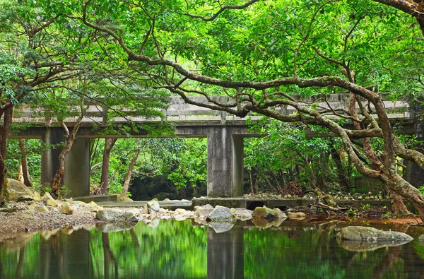 stock image Bridge in forest