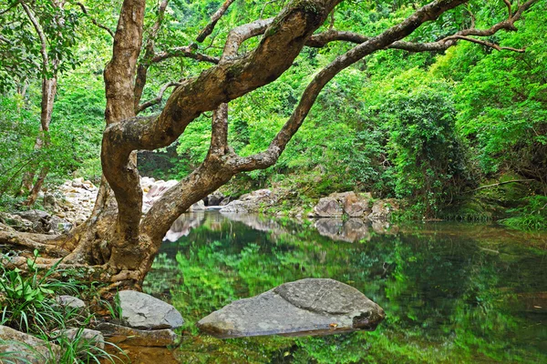 물과 나무와 숲 — 스톡 사진