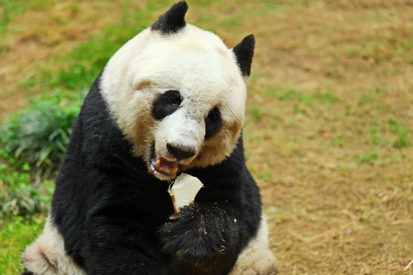 귀여운 팬더 — 스톡 사진