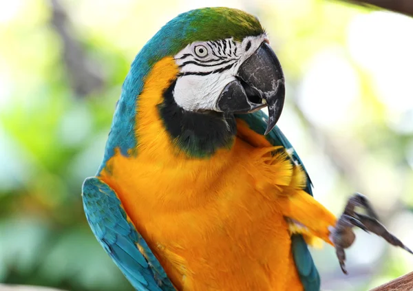 Папуга ара кольорова — стокове фото