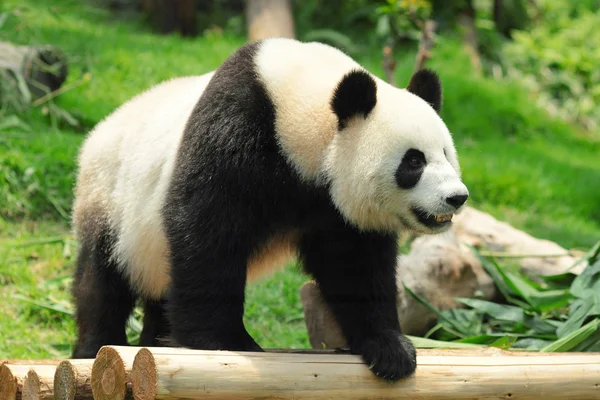 可爱的熊猫 — 图库照片