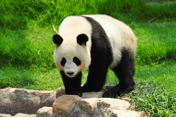 Lindo panda — Foto de Stock
