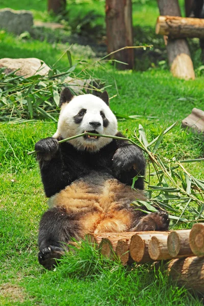 可爱的熊猫 — 图库照片