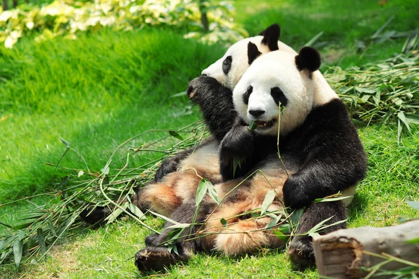 Słodkie panda — Zdjęcie stockowe