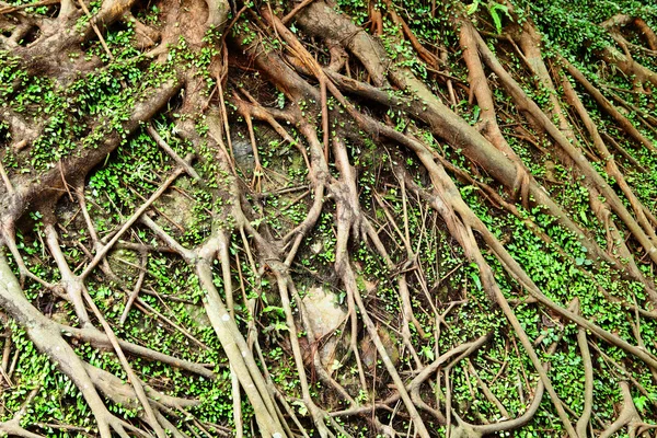 Tree root — Stock Photo, Image