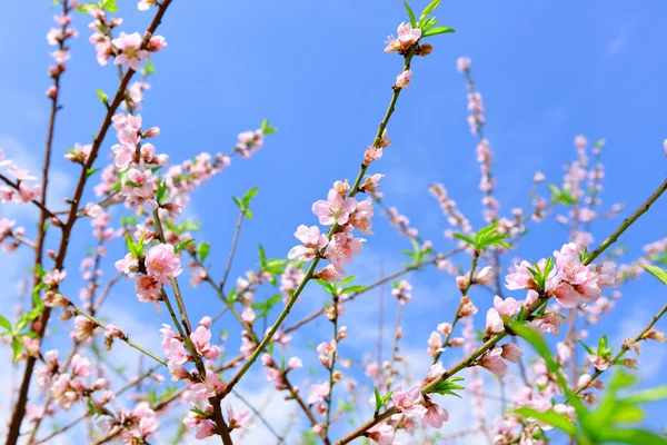Peach Blossom — Stockfoto