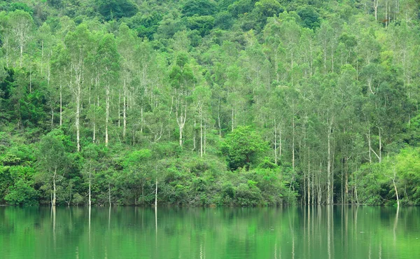 Green trees by the lake — Stock Photo, Image