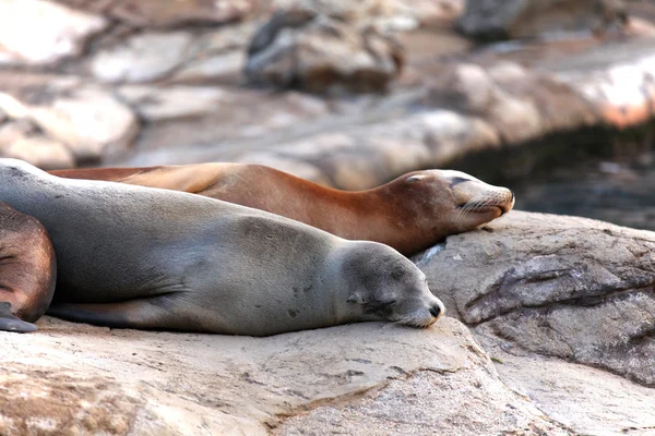 Slapen zeeleeuwen — Stockfoto
