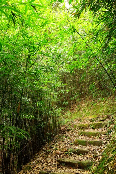 stock image Bamboo forest path