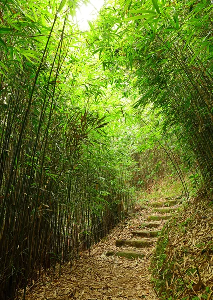 Cesta v lese bambusu — Stock fotografie