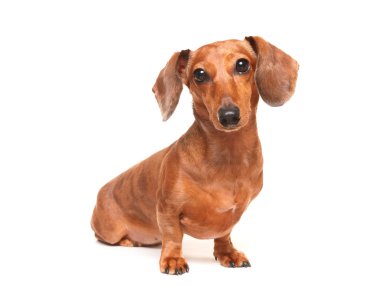 Dachshund Köpek