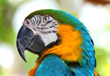 Coloured Macaw parrot clipart