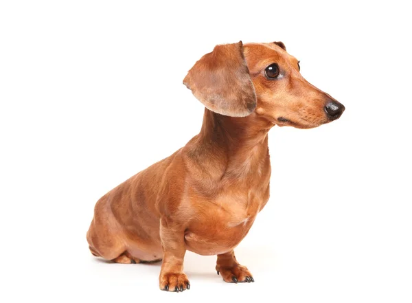 Cão dachshund — Fotografia de Stock