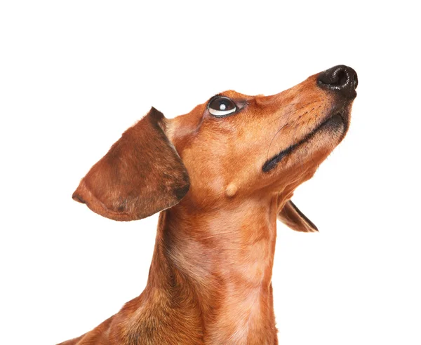 ダックスフント犬のルックアップ — ストック写真