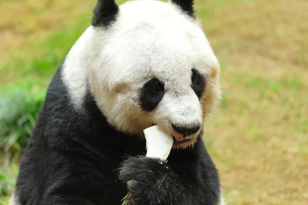 Der Panda — Stockfoto