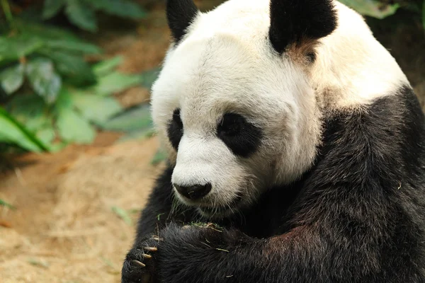 Il panda — Foto Stock