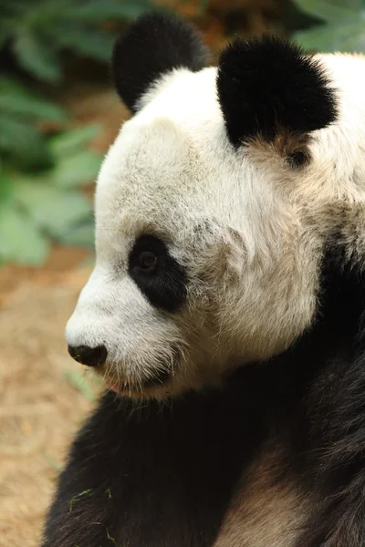 O Panda — Fotografia de Stock