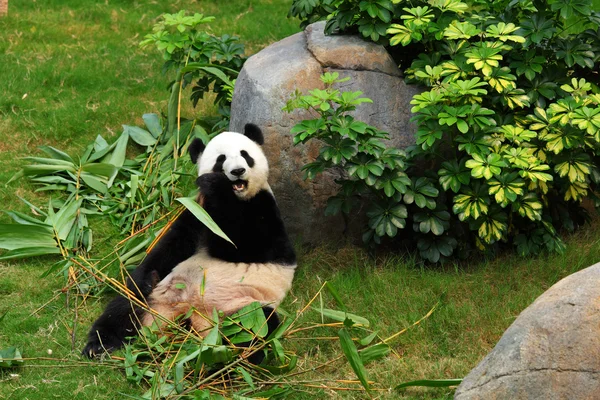 Панда — стокове фото