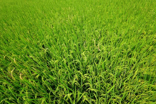Neloupaná rýže — Stock fotografie