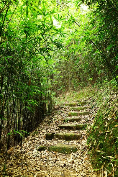 Стежка в бамбуковому лісі — стокове фото