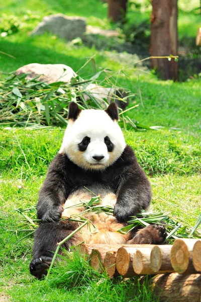 Το panda — Φωτογραφία Αρχείου