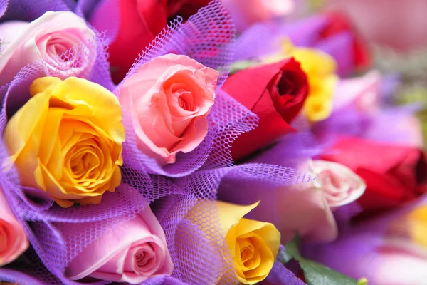 Kolorowa róża — Zdjęcie stockowe