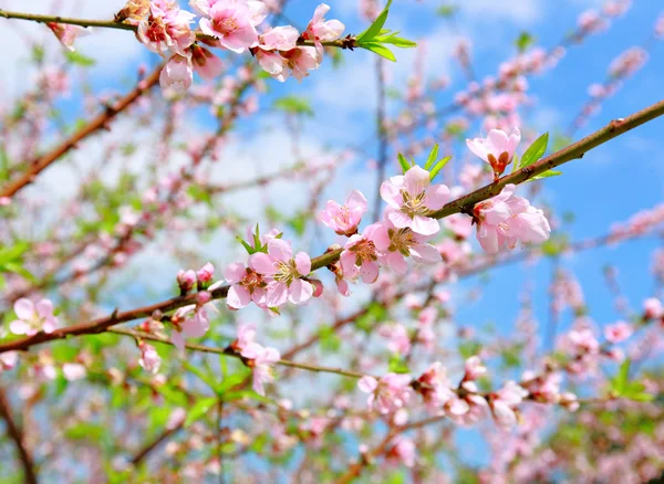 Kinesiska nyåret dekoration blomma-peach blossom — Stockfoto