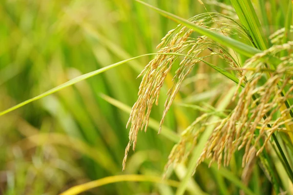Arroz de arroz —  Fotos de Stock