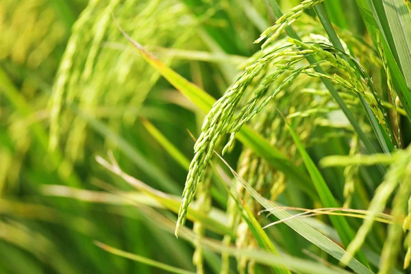 Close up of green paddy rice — Stock Photo, Image