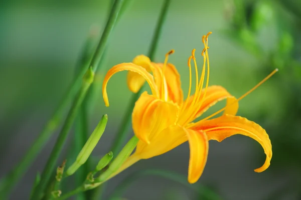 Day Lily - Hemerocallis fulva — Stok fotoğraf