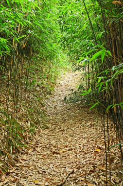 Bambu orman yolu.