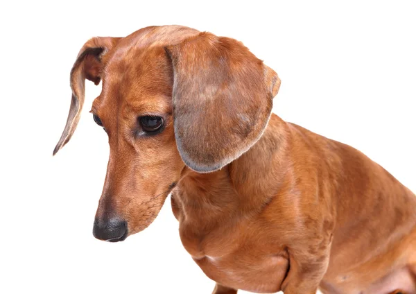 Dachshund dog looking down — Stock Photo, Image