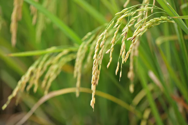 Ris risfält — Stockfoto