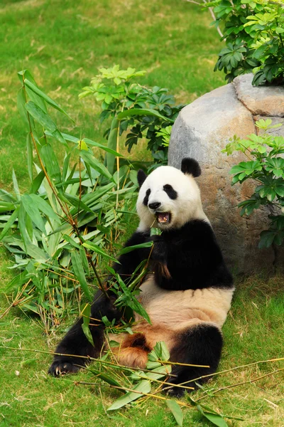Le Panda — Photo