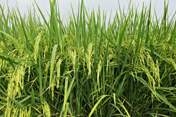 Αναποφλοίωτο ρύζι πεδίο — Φωτογραφία Αρχείου