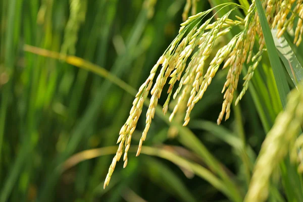 Çeltik pirinç — Stok fotoğraf